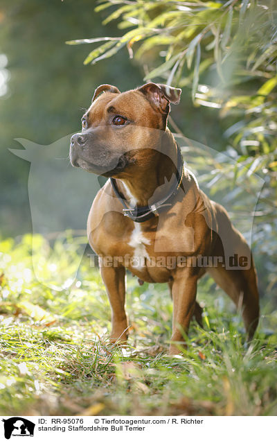 standing Staffordshire Bull Terrier / RR-95076