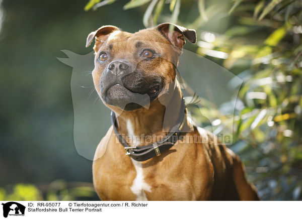 Staffordshire Bull Terrier Portrait / RR-95077