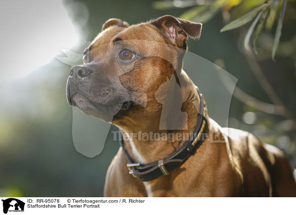 Staffordshire Bull Terrier Portrait / RR-95078