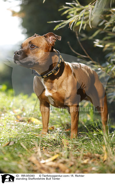 standing Staffordshire Bull Terrier / RR-95080