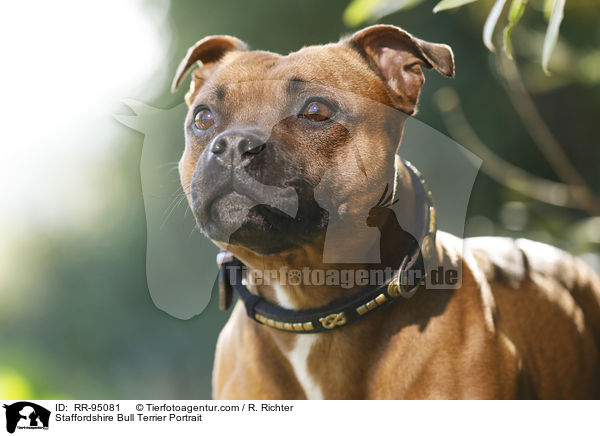 Staffordshire Bull Terrier Portrait / RR-95081