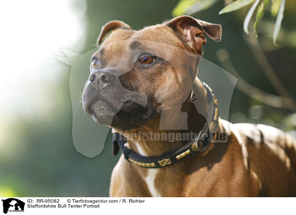 Staffordshire Bull Terrier Portrait / RR-95082