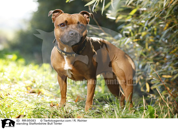 standing Staffordshire Bull Terrier / RR-95083