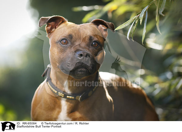 Staffordshire Bull Terrier Portrait / RR-95084