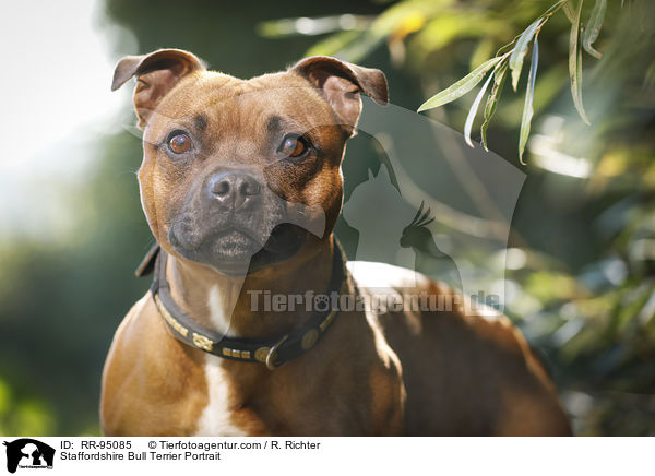 Staffordshire Bull Terrier Portrait / RR-95085