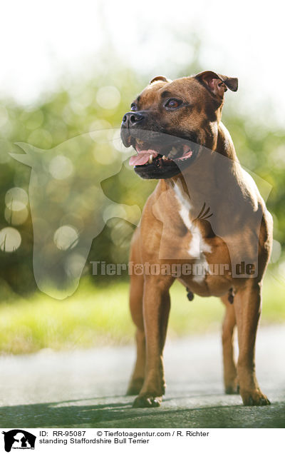 standing Staffordshire Bull Terrier / RR-95087
