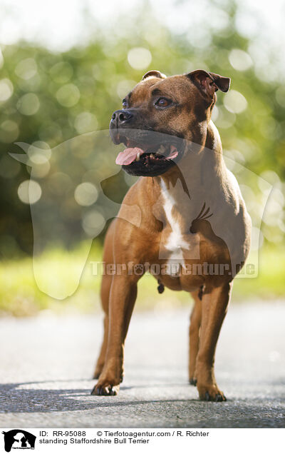 standing Staffordshire Bull Terrier / RR-95088