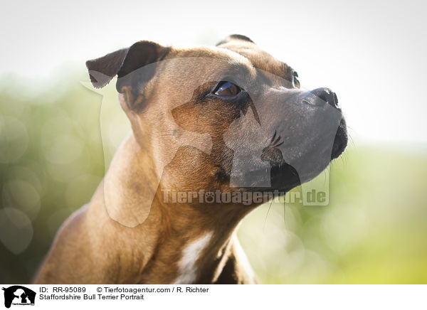 Staffordshire Bull Terrier Portrait / RR-95089