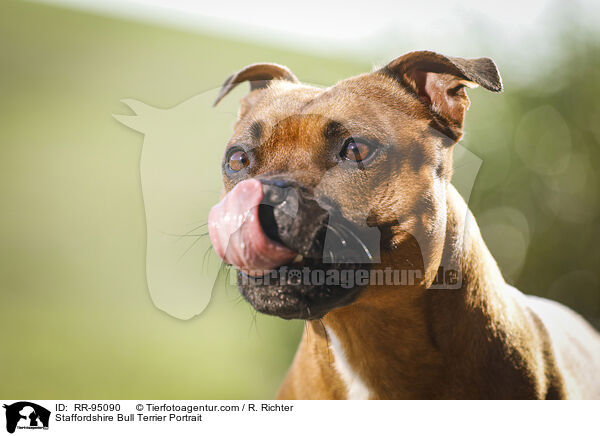 Staffordshire Bull Terrier Portrait / RR-95090
