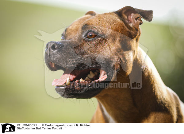 Staffordshire Bull Terrier Portrait / RR-95091