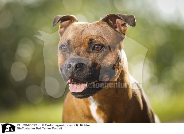 Staffordshire Bull Terrier Portrait / RR-95092