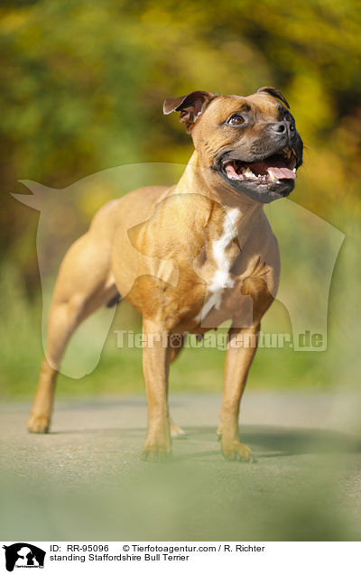 standing Staffordshire Bull Terrier / RR-95096