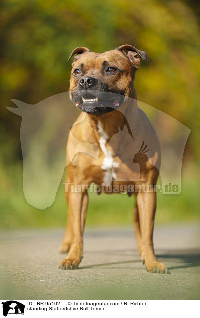 standing Staffordshire Bull Terrier / RR-95102