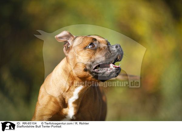 Staffordshire Bull Terrier Portrait / RR-95104