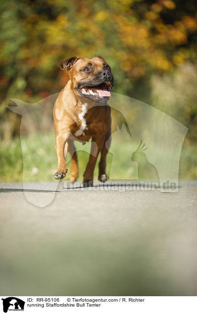 running Staffordshire Bull Terrier / RR-95106