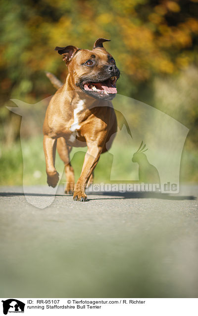 running Staffordshire Bull Terrier / RR-95107
