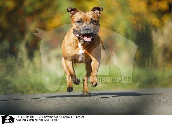 running Staffordshire Bull Terrier / RR-95109