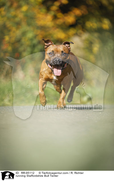 running Staffordshire Bull Terrier / RR-95112
