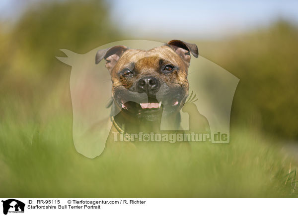 Staffordshire Bull Terrier Portrait / RR-95115