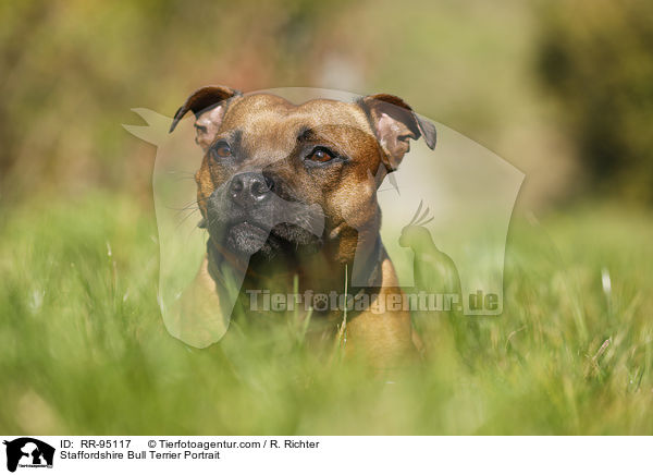Staffordshire Bull Terrier Portrait / RR-95117