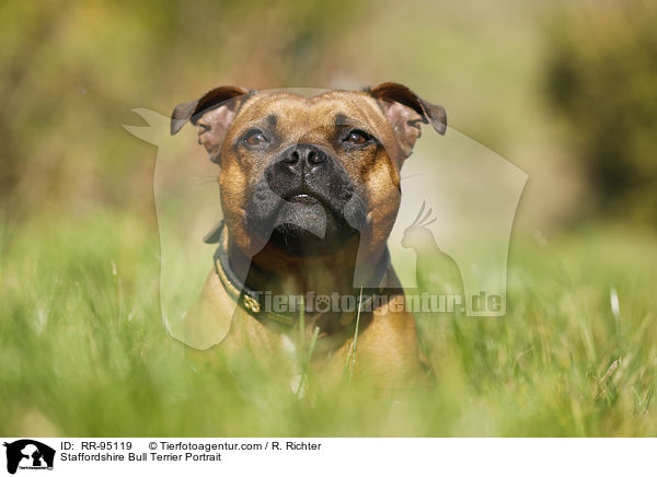 Staffordshire Bull Terrier Portrait / RR-95119