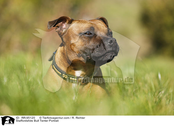 Staffordshire Bull Terrier Portrait / RR-95120