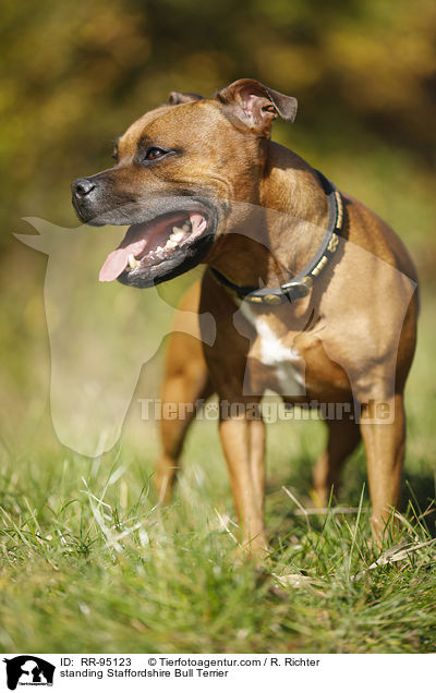 standing Staffordshire Bull Terrier / RR-95123