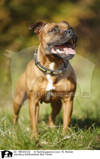 standing Staffordshire Bull Terrier / RR-95124