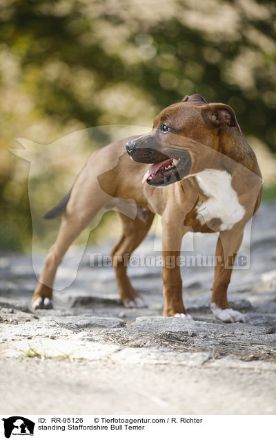 standing Staffordshire Bull Terrier / RR-95126