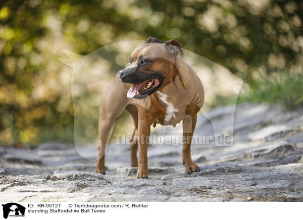 standing Staffordshire Bull Terrier / RR-95127