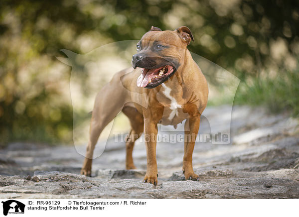 standing Staffordshire Bull Terrier / RR-95129