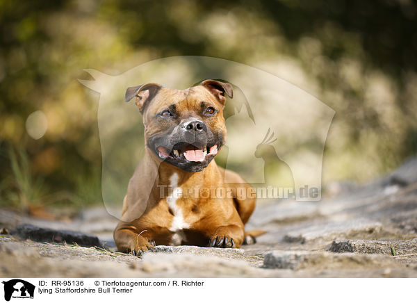 lying Staffordshire Bull Terrier / RR-95136