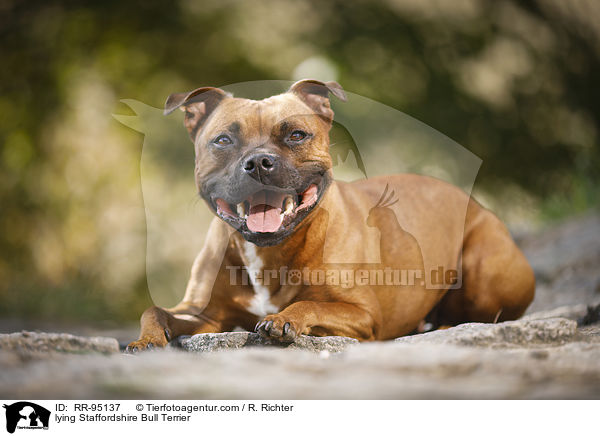 lying Staffordshire Bull Terrier / RR-95137