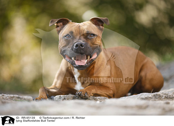 lying Staffordshire Bull Terrier / RR-95139