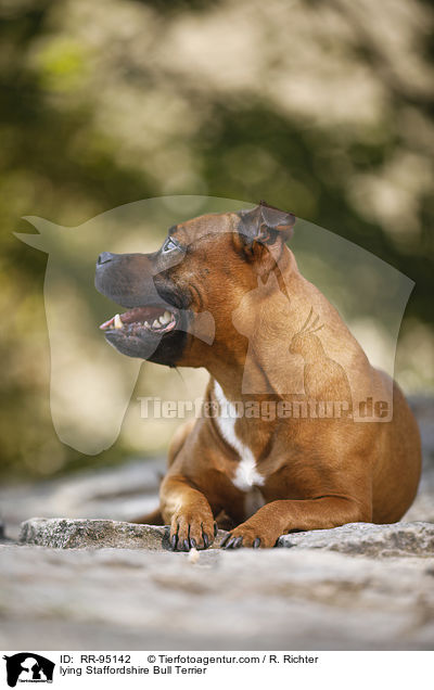 lying Staffordshire Bull Terrier / RR-95142