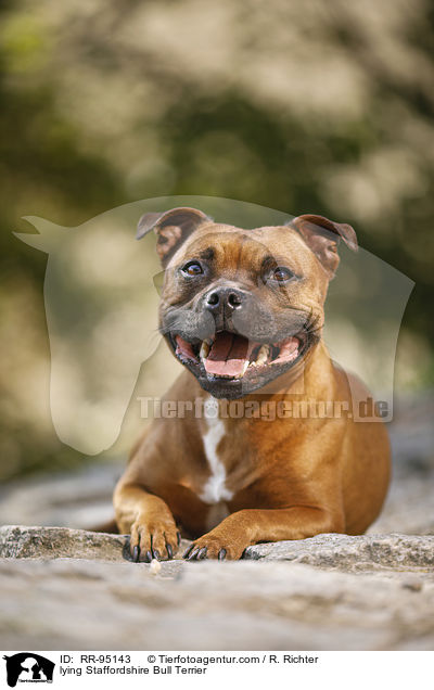 lying Staffordshire Bull Terrier / RR-95143