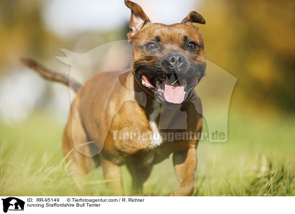 running Staffordshire Bull Terrier / RR-95149