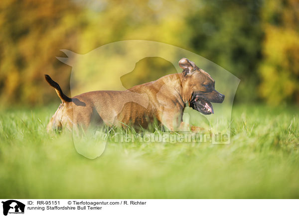 running Staffordshire Bull Terrier / RR-95151