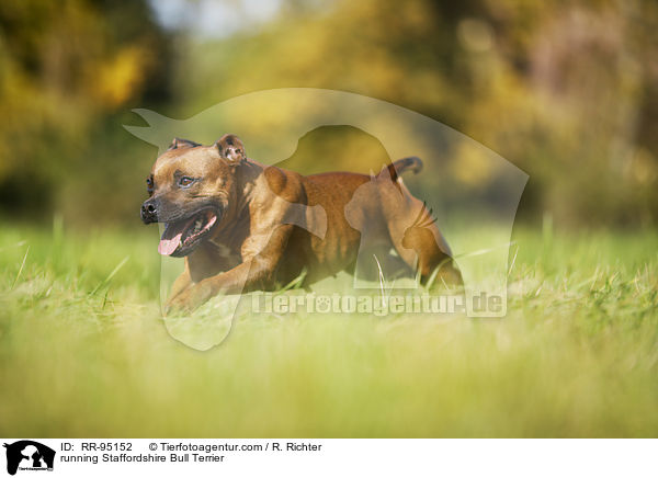 running Staffordshire Bull Terrier / RR-95152