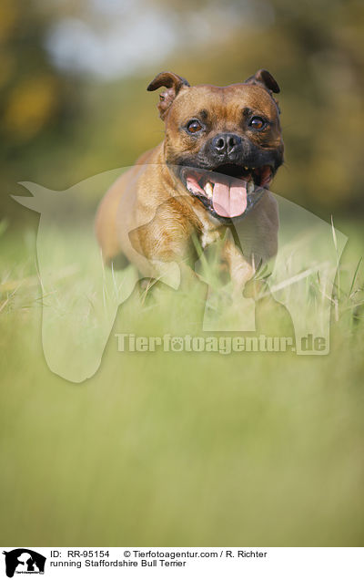 running Staffordshire Bull Terrier / RR-95154