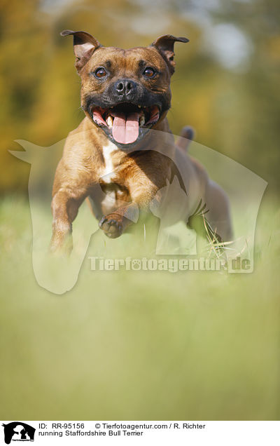 running Staffordshire Bull Terrier / RR-95156