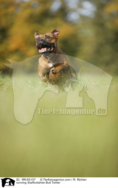 running Staffordshire Bull Terrier / RR-95157