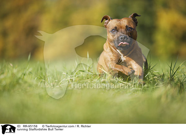 running Staffordshire Bull Terrier / RR-95158