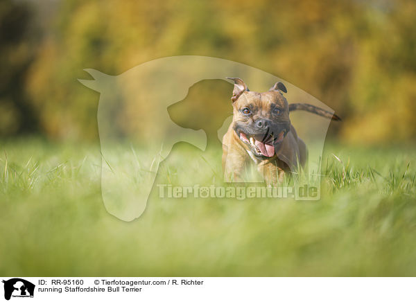 running Staffordshire Bull Terrier / RR-95160