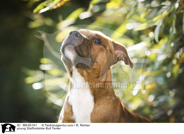 young Staffordshire Bull Terrier / RR-95161