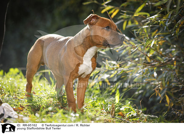young Staffordshire Bull Terrier / RR-95162