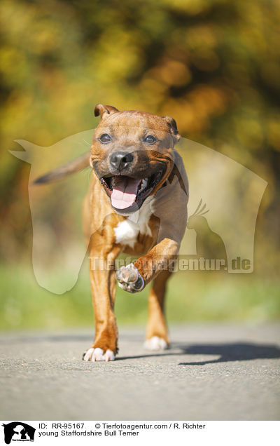 young Staffordshire Bull Terrier / RR-95167