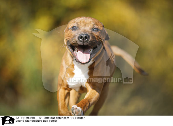 young Staffordshire Bull Terrier / RR-95168