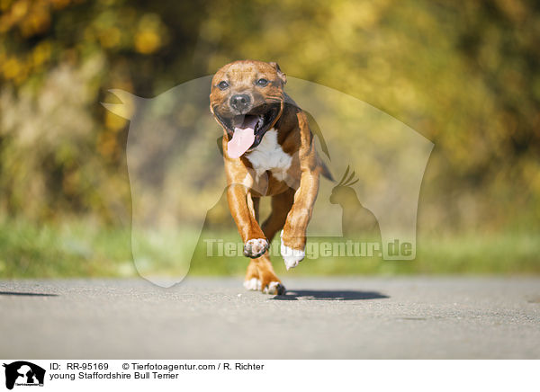 young Staffordshire Bull Terrier / RR-95169