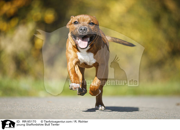 young Staffordshire Bull Terrier / RR-95170